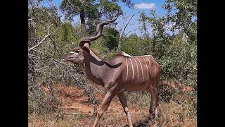 Animals of Africa, with names. Kruger National Park, South Africa. Animals of Africa, with names. Kruger National Park, South Africa.