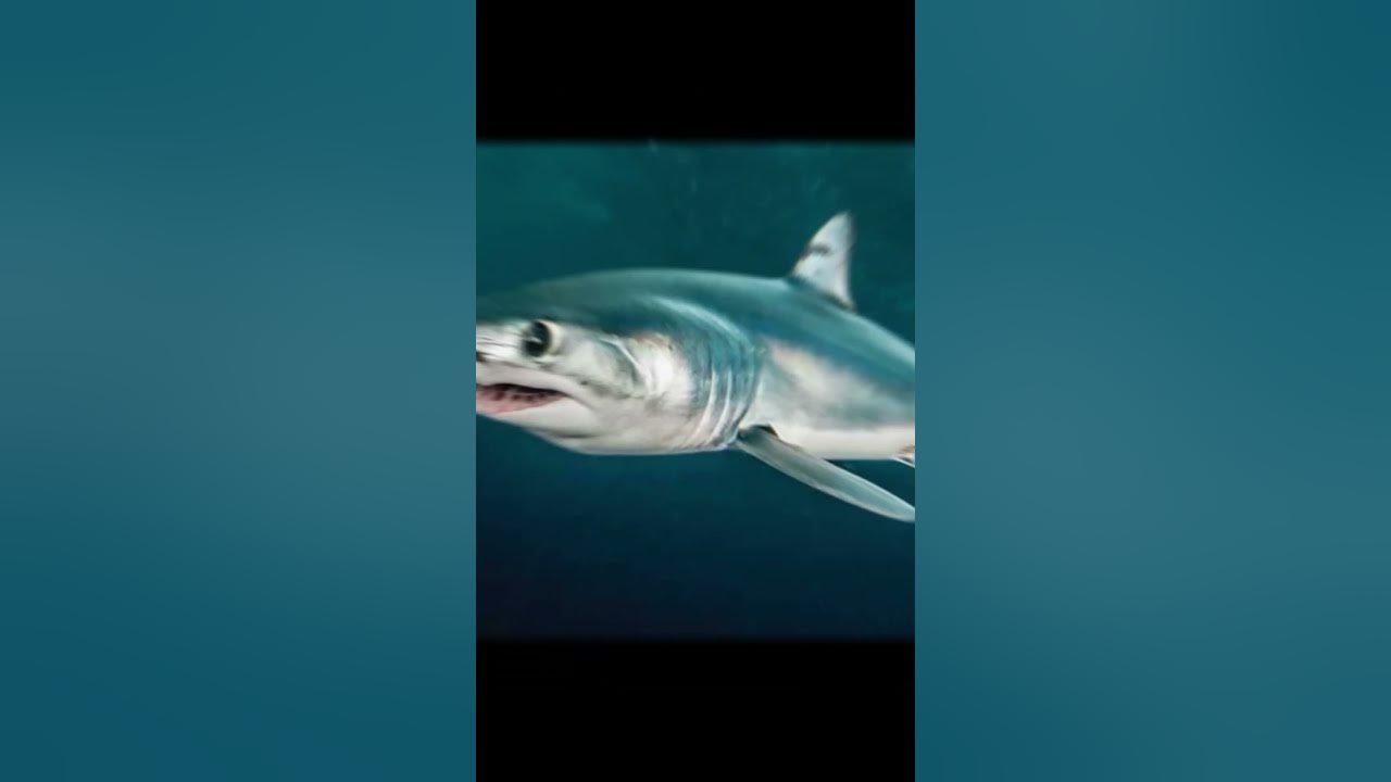 😱Top 10 Fastest Fish In The World | A Fish Can Swim At 129km/h? #shorts