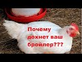 Почему дохнет бройлер?Как не допустить падеж птицы?