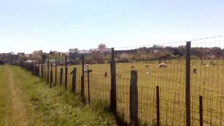 Diegem - goats and sheep(2)