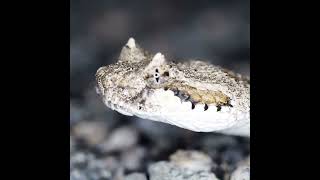 Medicine is made from snake venom 😱
