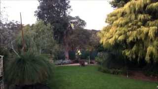 Garden Tree Lopping - Timelapse