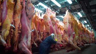 Robotic Beef Processing A Reality