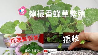 如何種植、養護香草、修枝、插枝後，長得更繁茂I隨時都可來 ... 