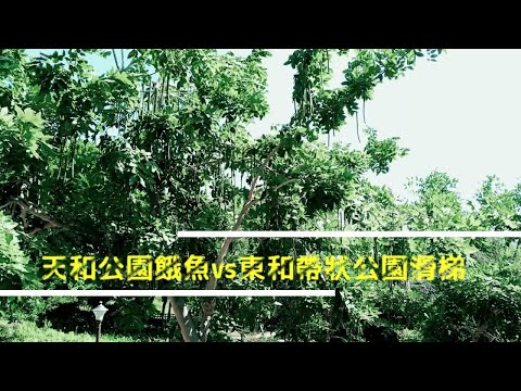天母 天和公園 東和公園 天和公園餓魚Vs東和公園滑梯_【優比拔小資居家修理工頭】EP064