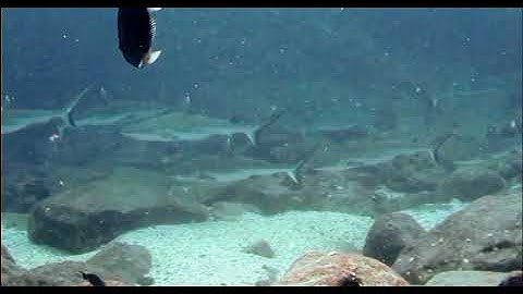 Grey reef sharks at Snake Island, Mauritius.