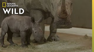 Baby Rhino Gender Reveal | Secrets of the Zoo