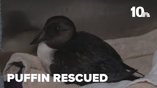 Chepachet wildlife rehab center rescues puffin far from home