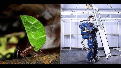 SuperhumANT Strength: Scaling and the Exoskeleton