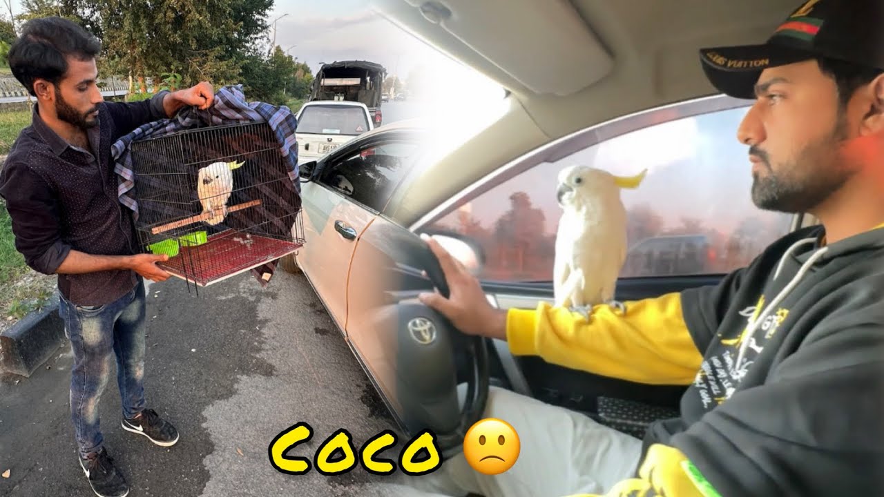 Coco Ko Wapas Jana Par Gea YouTube Coco Ko Wapas Jana Par Gea YouTube