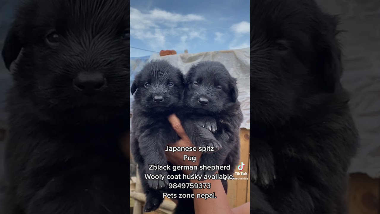 Japenese Spitz | ZBlack German Shepherd |pug puppies are available here |Kathmandu | Pets Zone Nepal