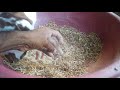 Barbari goat farm Bihar  ||  बकरी को खिलाने का तरीका