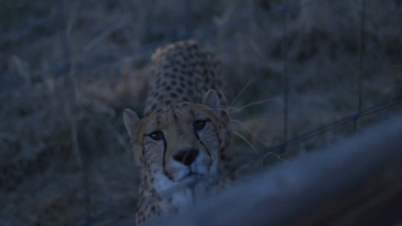 Cheetah Experience South Africa Trailer
