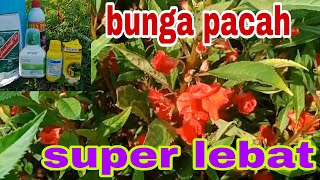 OBAT KRITING & layu pucuk & pelebat bunga pacar air. #impatiensbalsamina #bungapacah