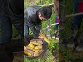 誰でも簡単筍からメンマ作り!筍刈りからそのままメンマへ