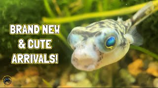 Checking Out This Week's Awesome New Fish - 2 New Types Of Fish For Tdi, An Adorable Puffer, & More!