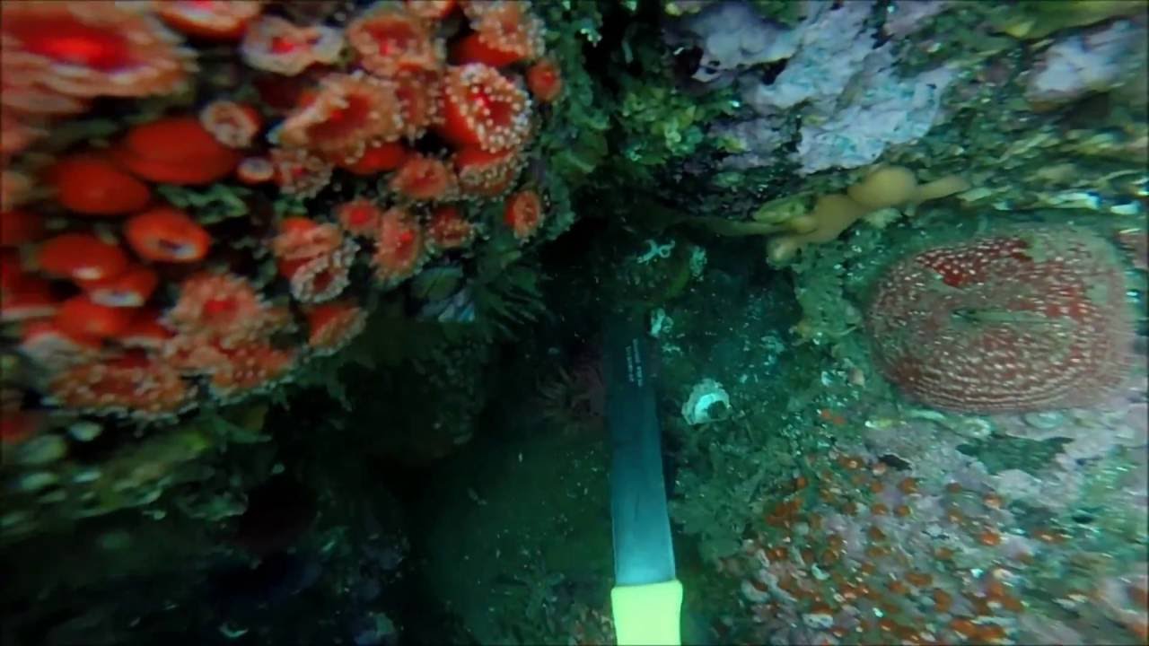 Northern California Scallop Diving October 2016 YouTube