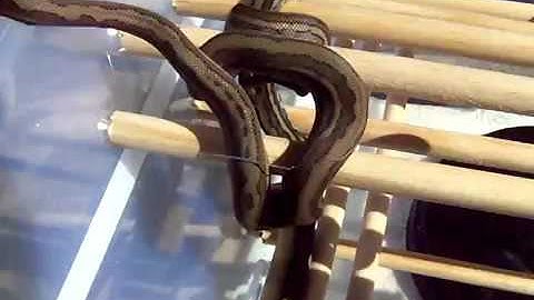 striped coastal carpet python prt 2