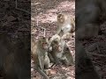 Watch Our Lovly Monkeys Bring Joy! #Fanta💖 #virals #cute #monkey #Ambertroop #Angkorwat #SovanaTroop