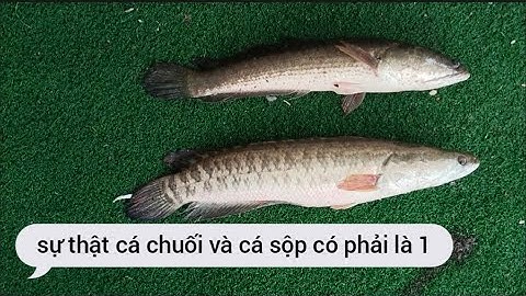 Cách phân biệt giữa cá chuối và cá sộp/cá quê tôi 