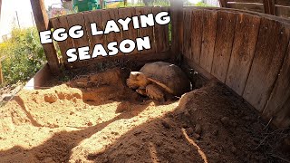 Egg Laying Season Is Here For The Tortoises