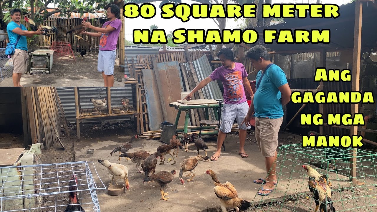 FARM VISIT TO AN 80 SQUARE METER SHAMO CHICKEN FARM | ANG GAGANDA NG ALAGA | GENSAN CITY