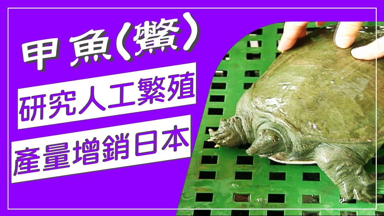 被鱉咬到打雷才鬆口 甲魚俗稱鱉 生性兇猛不好養 研究人工繁殖 特調食料控制水質 外銷日本台灣之光 水產養殖真有趣 Youtube