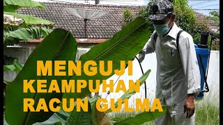Herbisida Bahan dasar Air Laut  #herbisida #manusiamanusia
