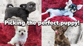 How to pick a puppy | Sweetie Pie Pets by Kelly Swift