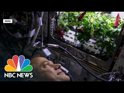 Researchers Are Working To Grow Fruits And Vegetables In Space.