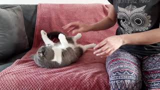 British shorthair cat funny moments by Furry Friend Coco 2,581 views 3 years ago 1 minute, 19 seconds