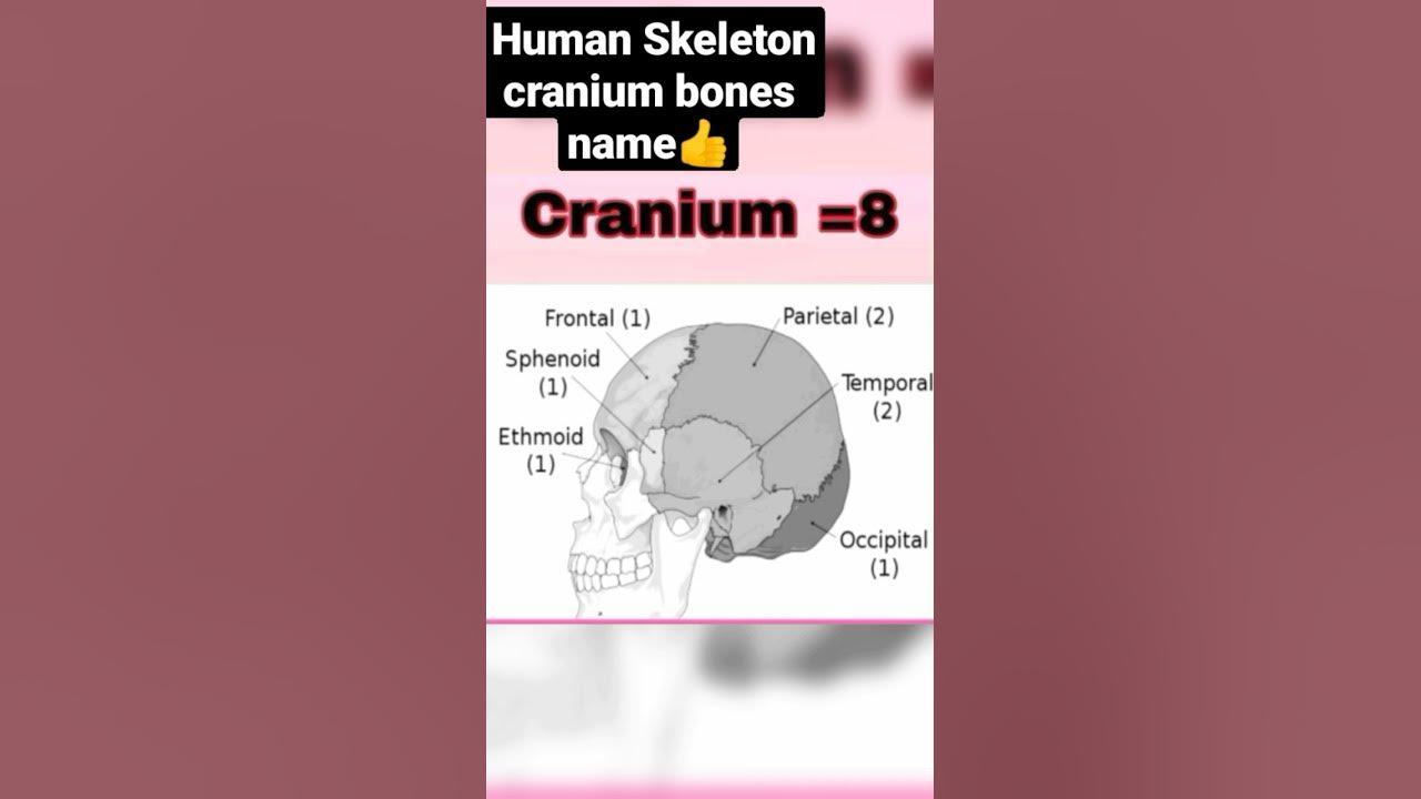 skeleton-cranium-bones-name-in-hindi-youtube