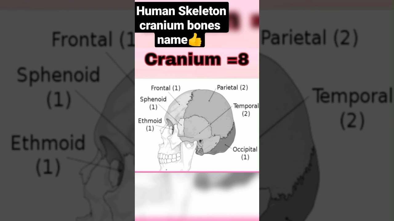 Skeleton Cranium Bones Name In Hindi YouTube Skeleton Cranium Bones Name In Hindi YouTube