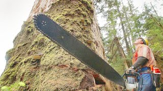 Dangerous Fastest Chainsaw Logging Big Tree Operator Skill, Heavy Modern Saw Wood Milling Machines
