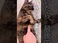 寝てると思って近づいたら最後。末っ子あんずのワナ