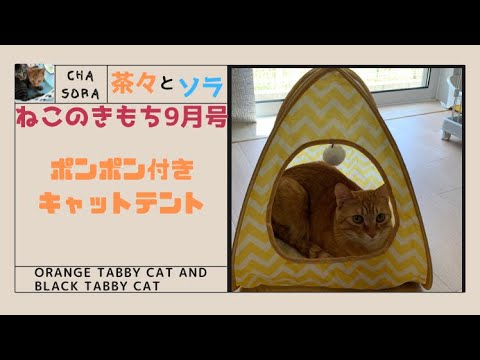 ねこのきもち9月号付録✨キャットテント⛺️△