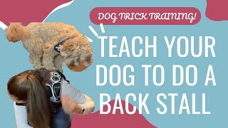 How to teach your dog to a do a back stall