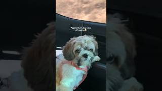 DOGS HAVE FEELINGS TOO #funny #funnydog #offroading #puppy #shihtzu #dogattitude #doglover #puppy