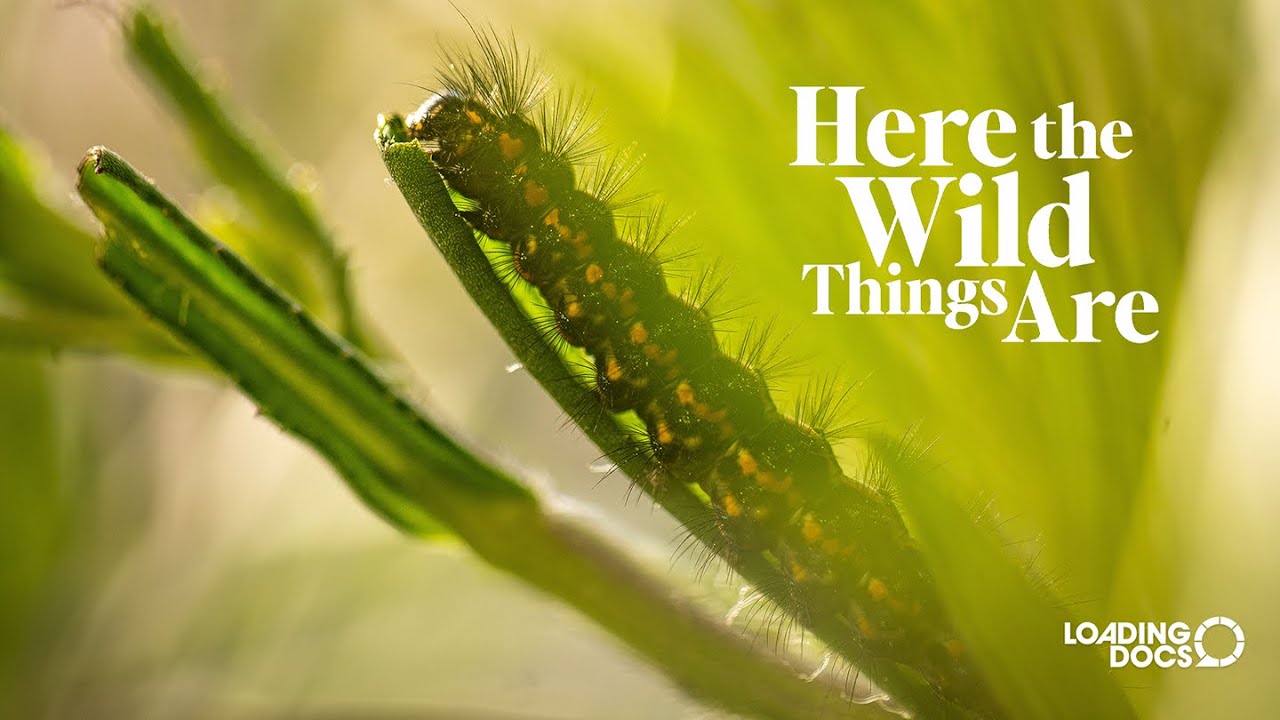 Screenshot from NZ short documentary Here the Wild Things Are