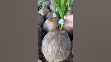 Cây Dừa ta lùn trái siêu to | 0386569374 - Ngọc Ngân Bến Tre | Chuyên cây độc lạ