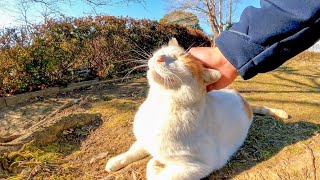 植込みの裏で寝ている野良猫を撫でるとゴロゴロと喜んでカワイイ