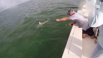 4ft Blacktip Shark Eaten by MONSTER Goliath Grouper!!
