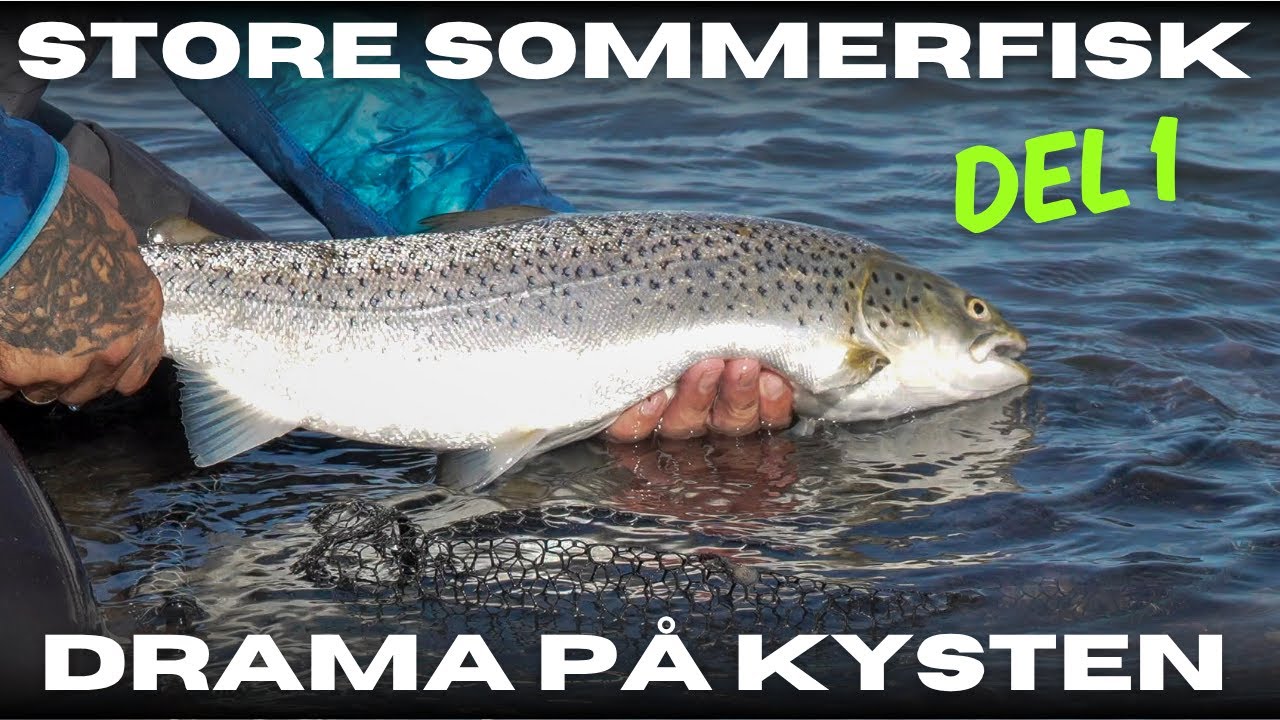 Store sommerfisk del 1 - Drama på kysten