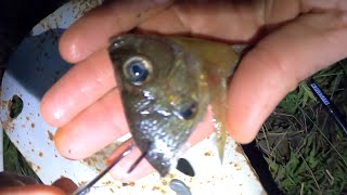 Early Spring Night Fishing For Catfish