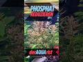 Phosphat reduzieren  - Tipp 1: Wasserwechsel