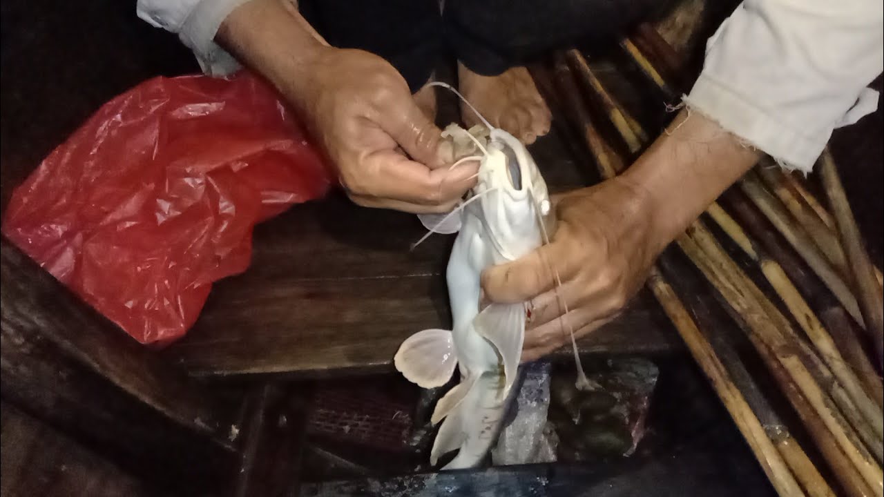 Naut Ikan Badukang Babon di malam hari 2021 - YouTube