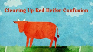 Clearing Up Red Heifer Confusion | Mondo Gonzales