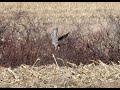 Gyrfalcon divebombed by Northern Harrier