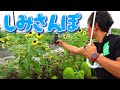 【しみさんぽ】しみけんと おはな をさがしてみよう!