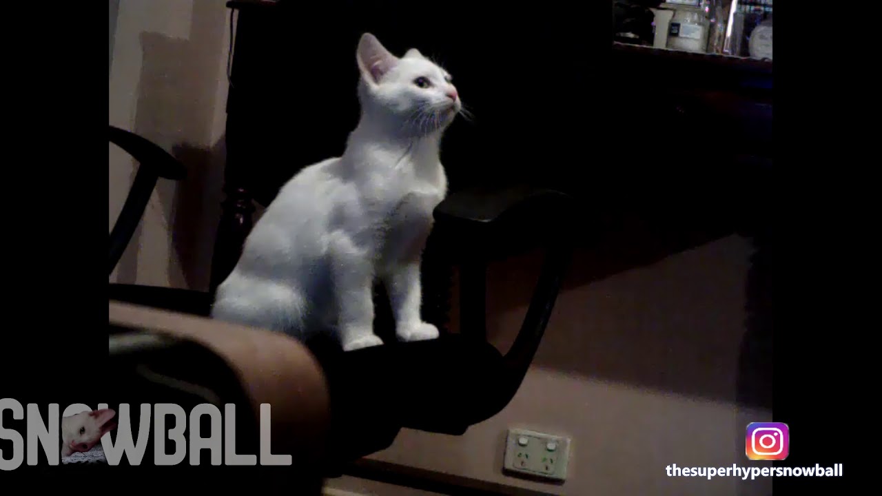 Snowball Compilation Snowball Hyper Compilation #1 - YouTube